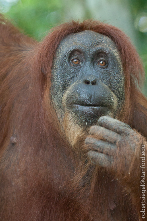 orangutan